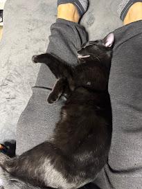 Enlarge Orange , a Adoptable Domestic Short Hair in Hillsboro, OR image 5/6