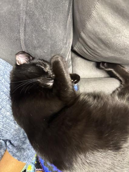 Enlarge Orange , an adopted Domestic Short Hair in Hillsboro, OR image 6/6