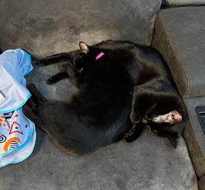 Enlarge Orange , a Adoptable Domestic Short Hair in Hillsboro, OR image 6/6