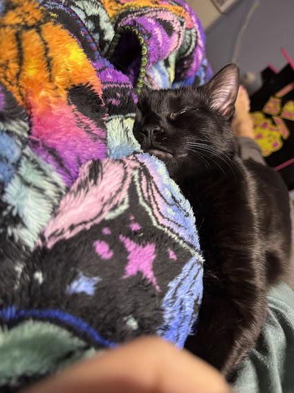 Enlarge Orange , an adopted Domestic Short Hair in Hillsboro, OR image 4/6