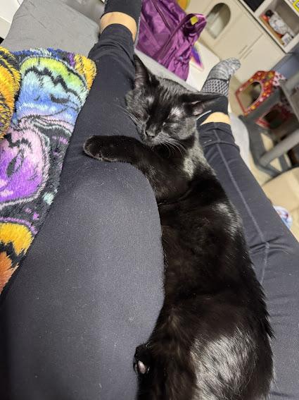 Enlarge Orange , an adopted Domestic Short Hair in Hillsboro, OR image 5/6