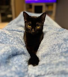 Enlarge Orange , a Adoptable Domestic Short Hair in Hillsboro, OR image 1/6