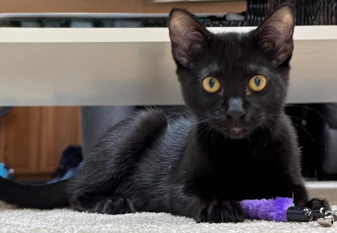 Enlarge Orange , a Adoptable Domestic Short Hair in Hillsboro, OR image 4/6