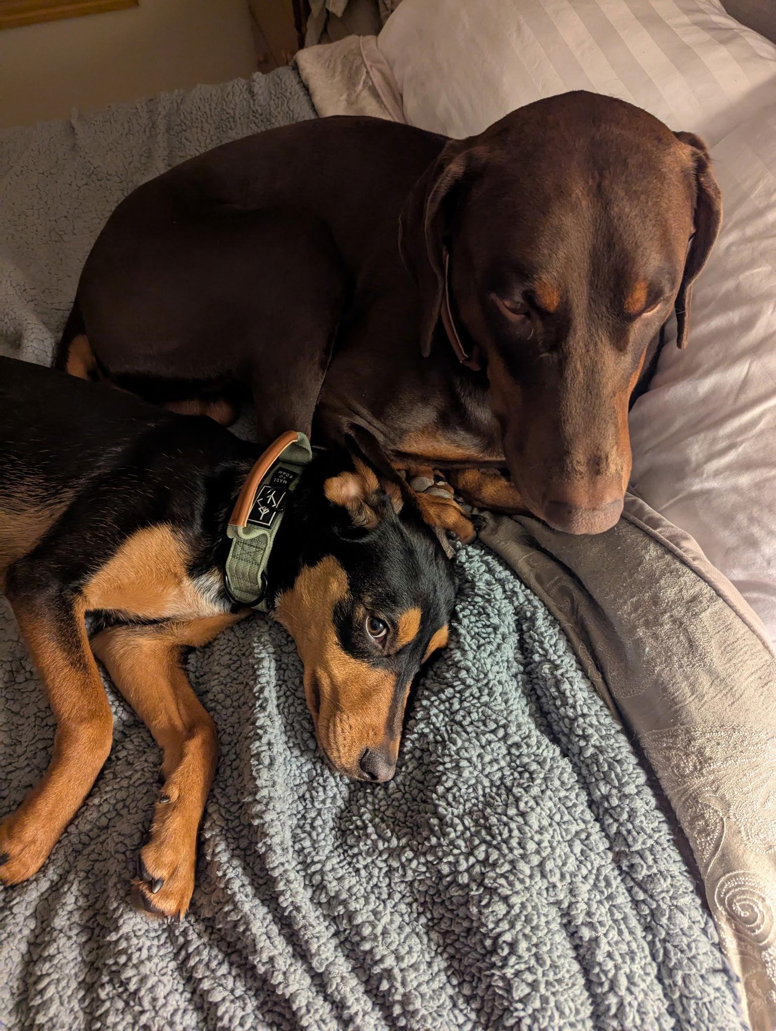 Enlarge Bailey, a Adopted Doberman Pinscher in Minneapolis, MN image 1/3