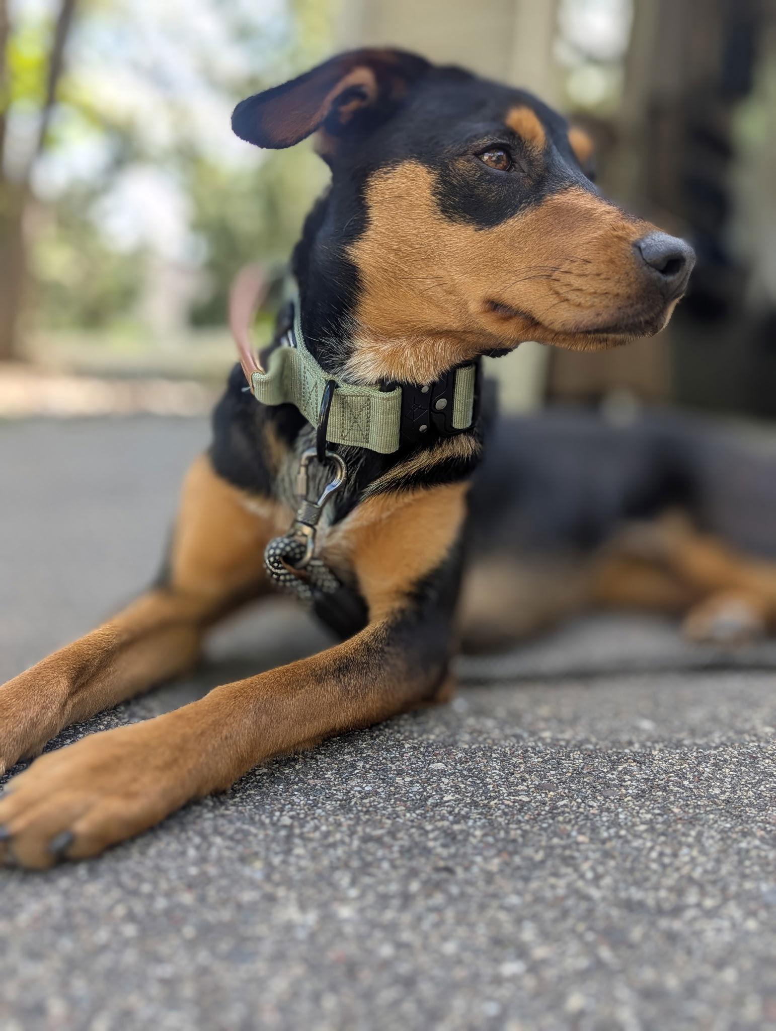Enlarge Bailey, a Adopted Doberman Pinscher in Minneapolis, MN image 2/3