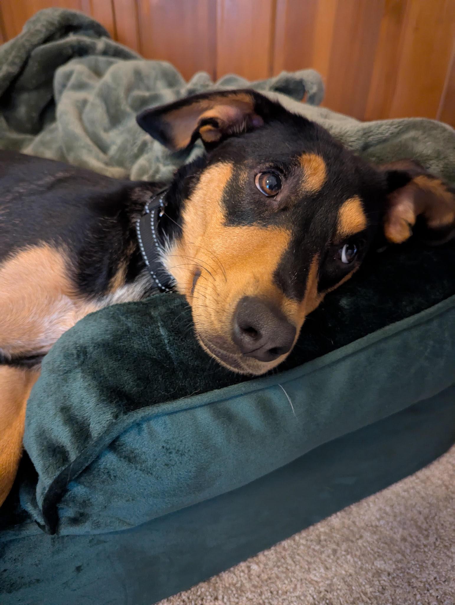 Enlarge Bailey, a Adopted Doberman Pinscher in Minneapolis, MN image 3/3