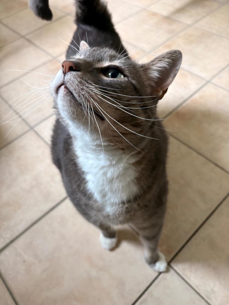 Grigio, Adoptable, Adult Male Domestic Short Hair.