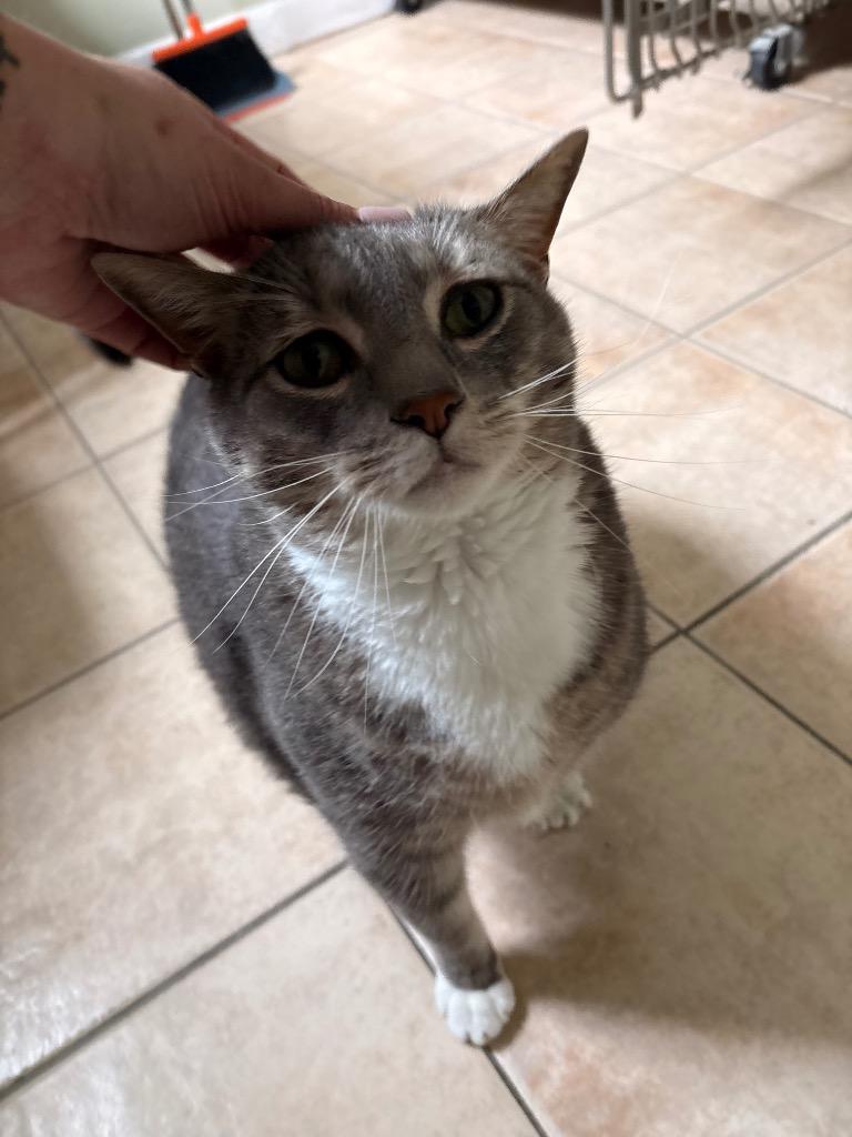 Enlarge Grigio, a Adoptable mixed breed in Fall River, MA image 2/6