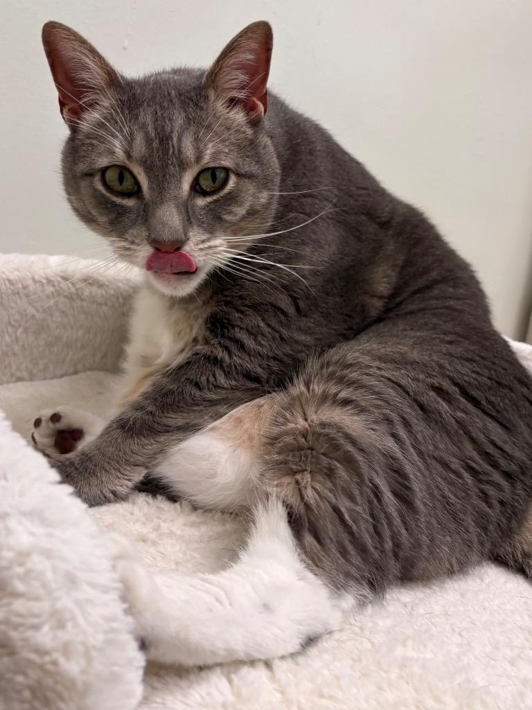 Enlarge Grigio, a Adoptable mixed breed in Fall River, MA image 3/6