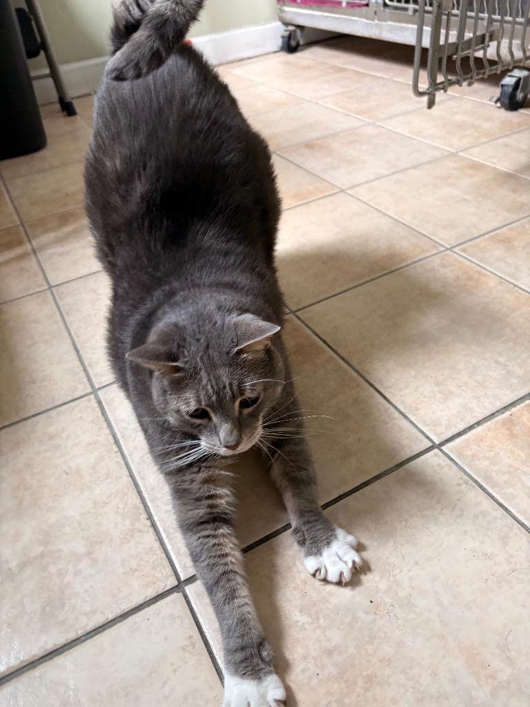 Enlarge Grigio, a Adoptable mixed breed in Fall River, MA image 4/6