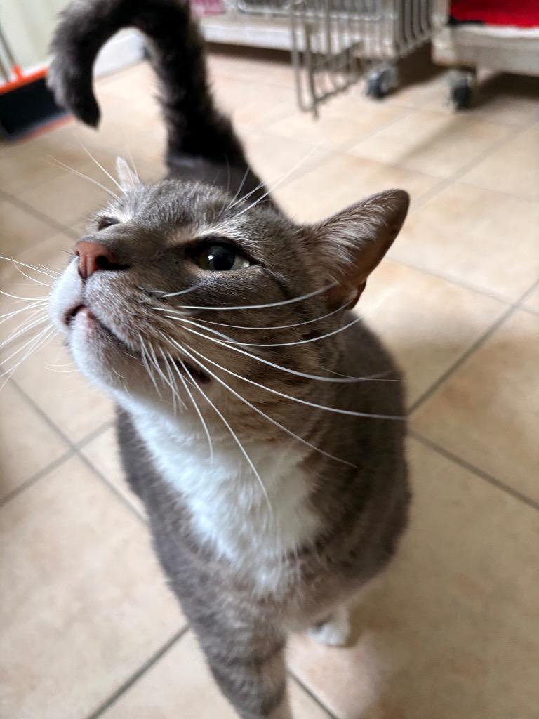 Enlarge Grigio, a Adoptable mixed breed in Fall River, MA image 5/6