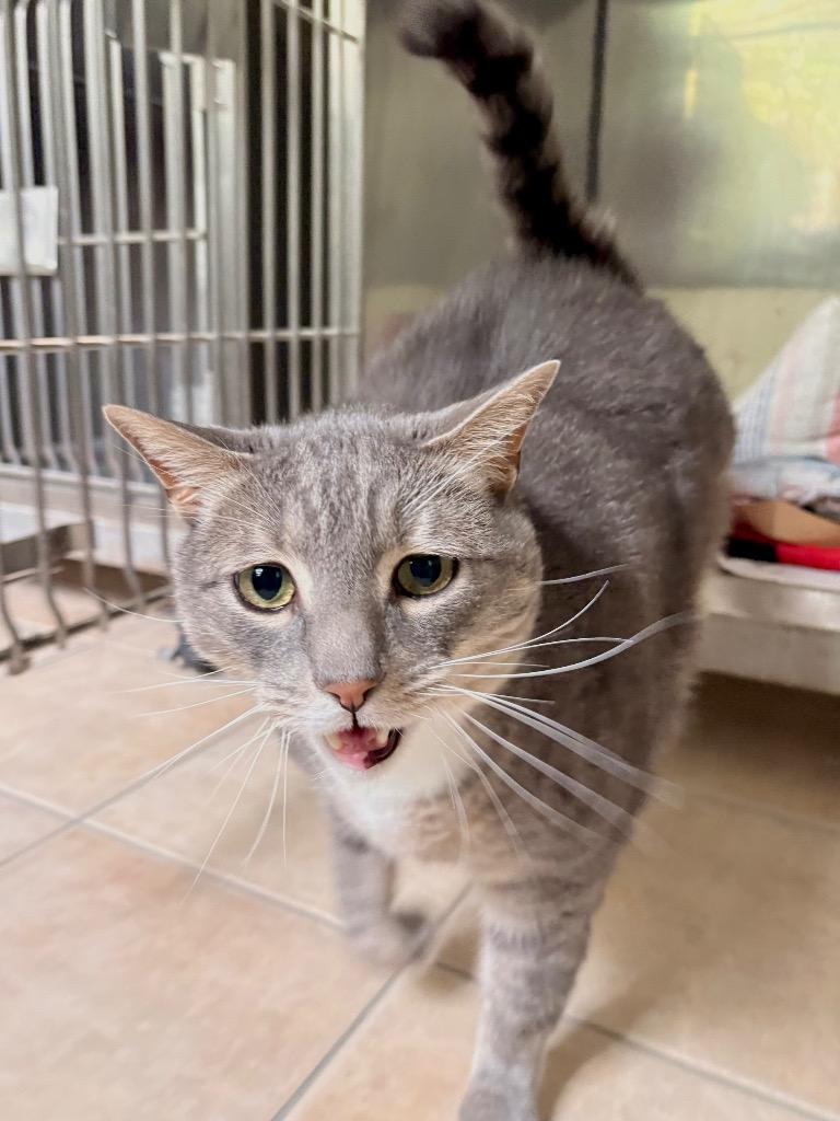 Enlarge Grigio, a Adoptable mixed breed in Fall River, MA image 6/6