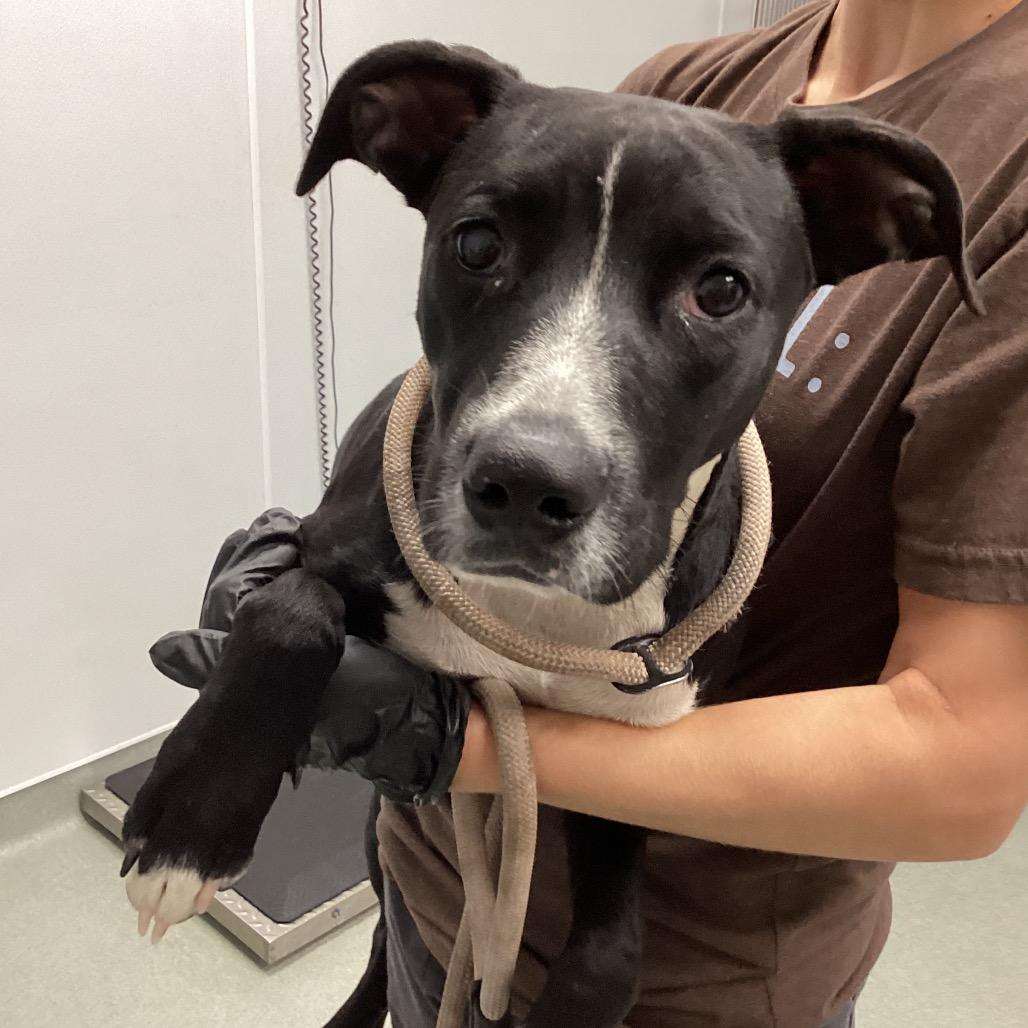 Enlarge Chevy, a Adoptable Pit Bull Terrier in Abilene, TX image 1/3