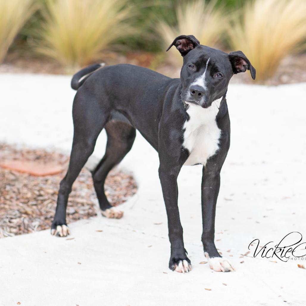Enlarge Chevy, a Adoptable Pit Bull Terrier in Abilene, TX image 2/3