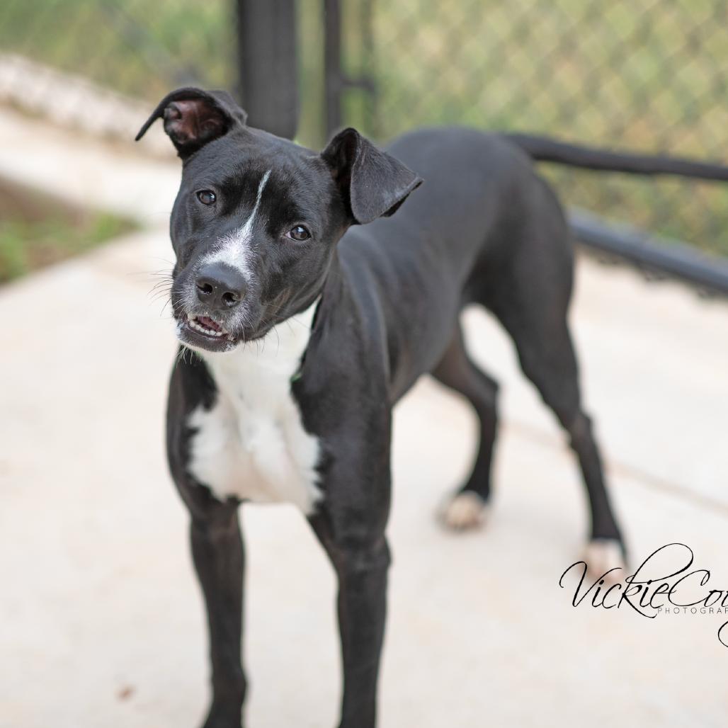 Enlarge Chevy, a Adoptable Pit Bull Terrier in Abilene, TX image 3/3