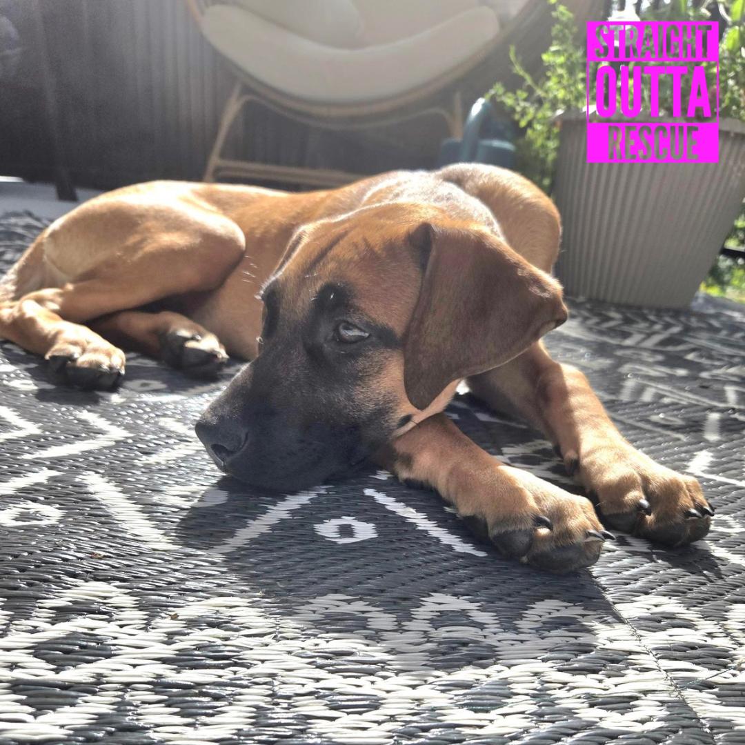 Halo, an adoptable mixed breed in Vancouver, BC image 4/6