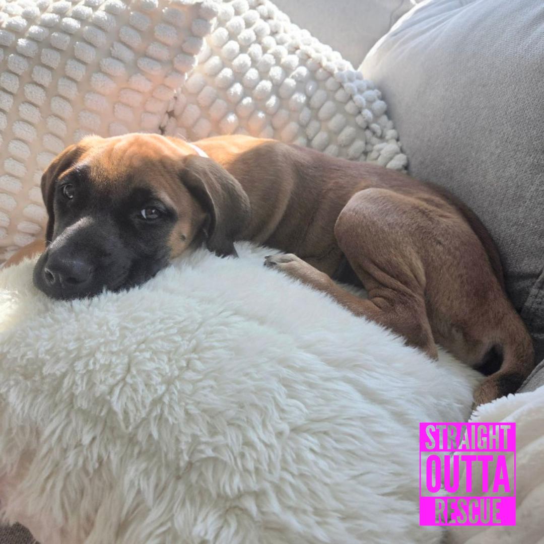 Halo, adoptable, Puppy Female Pit Bull Terrier & Bloodhound.