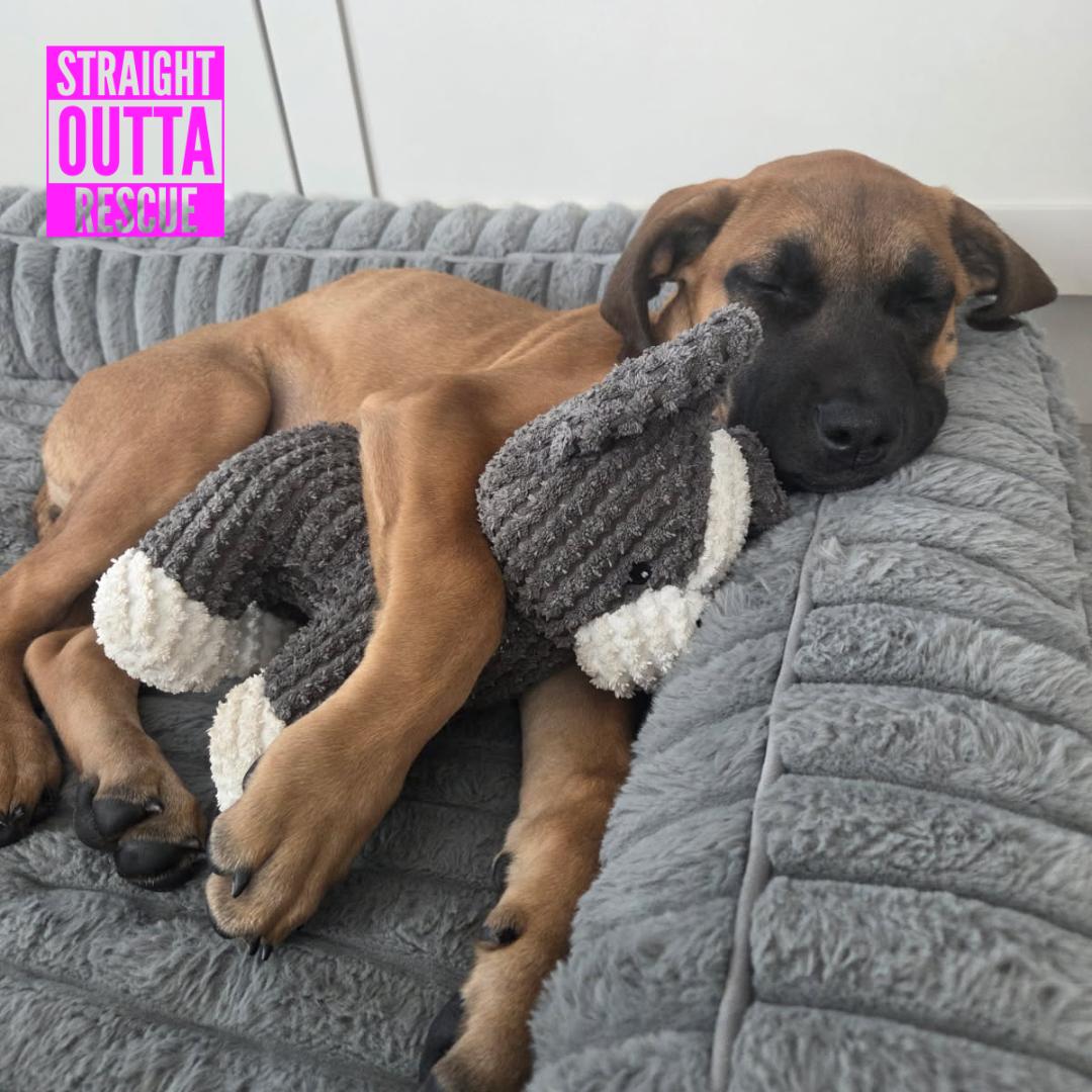 Halo, an adoptable mixed breed in Vancouver, BC image 2/6