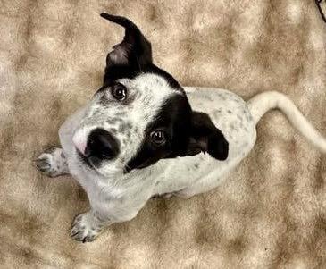 Todd, Adoptable, Puppy Male Australian Cattle Dog / Blue Heeler.
