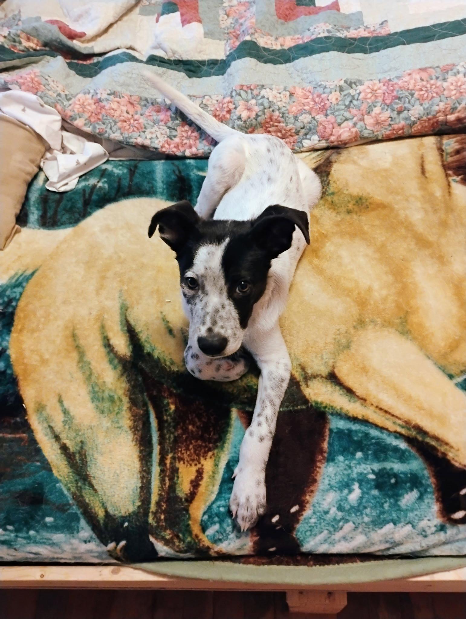 Todd, a Adoptable Australian Cattle Dog / Blue Heeler in Polson, MT image 2/2