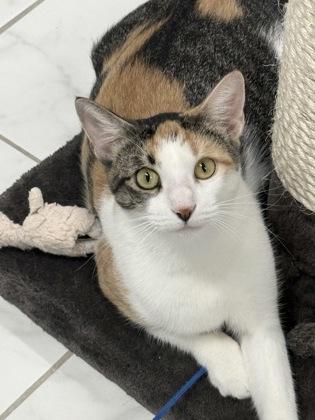 Tapestry, Adoptable, Adult Female Domestic Short Hair & Domestic Short Hair.