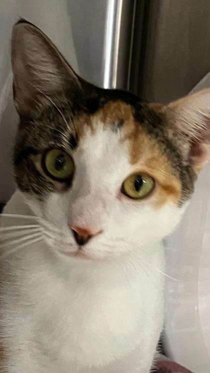 Enlarge Tapestry, a Adoptable mixed breed in Venice, FL image 2/3