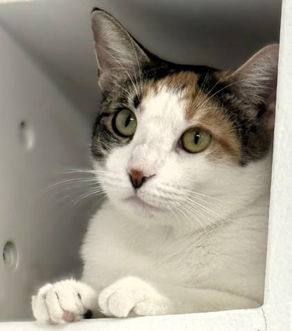 Enlarge Tapestry, a Adoptable mixed breed in Venice, FL image 3/3