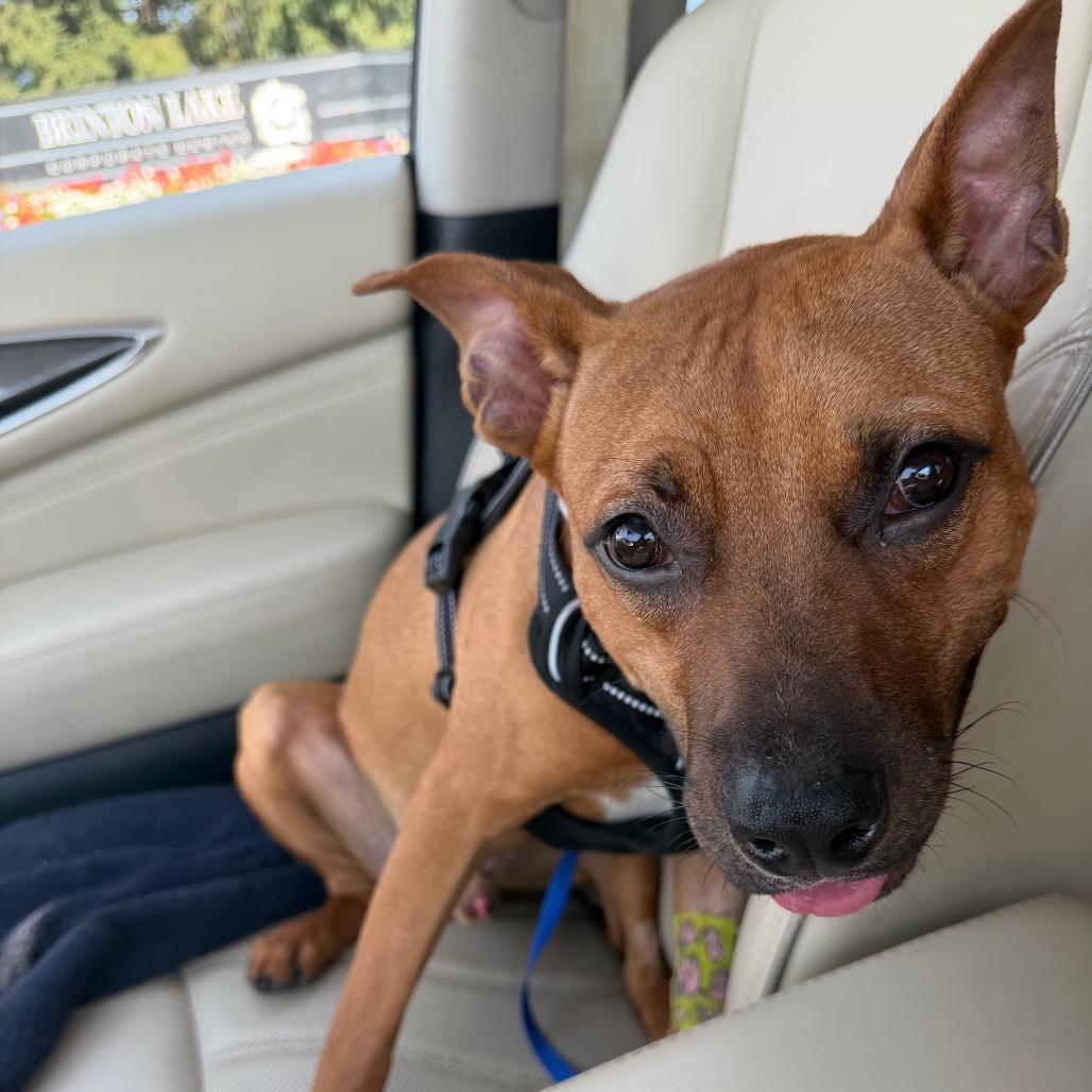 Winter, Adoptable, Adult Male Mixed Breed.