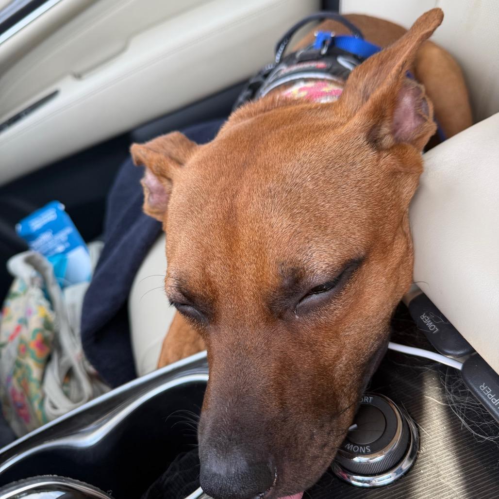 Winter, a Adoptable Mixed Breed in West Chester, PA image 2/6