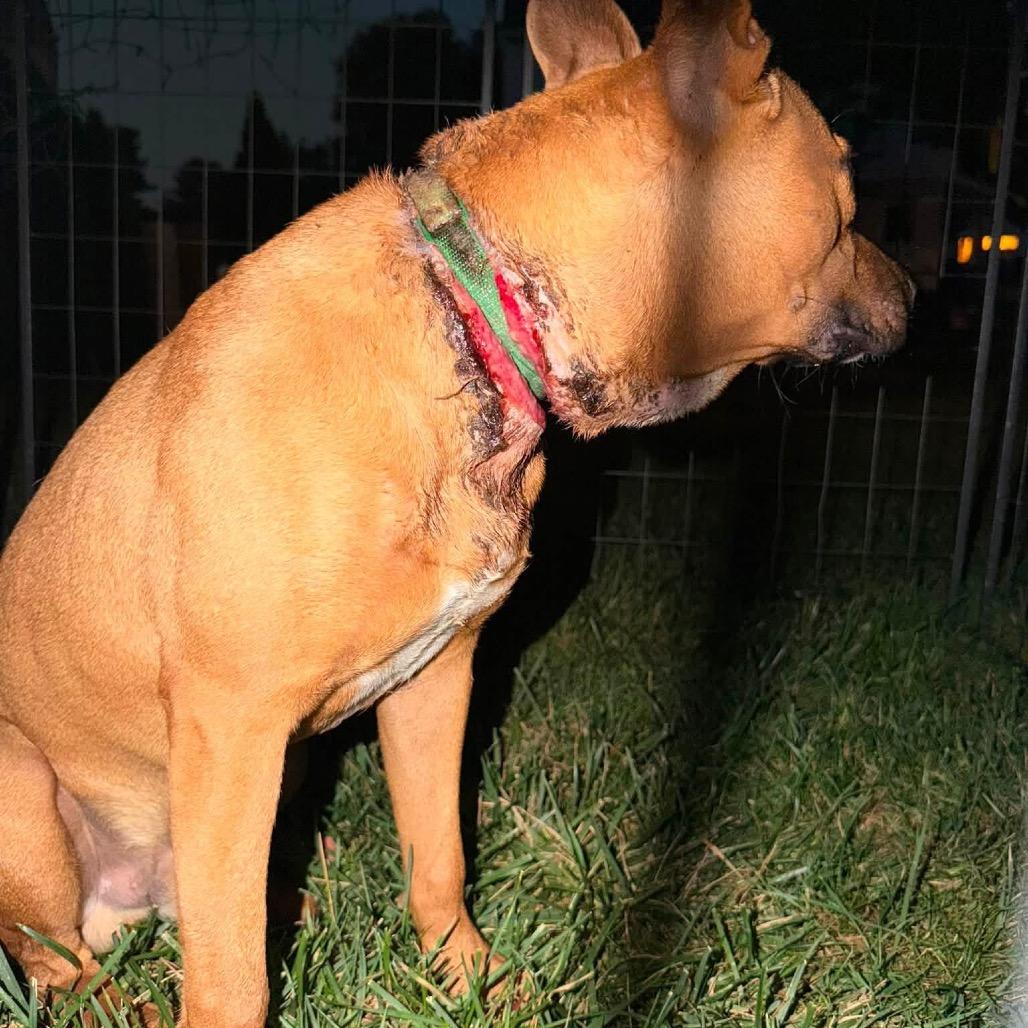 Winter, a Adoptable Mixed Breed in West Chester, PA image 3/6