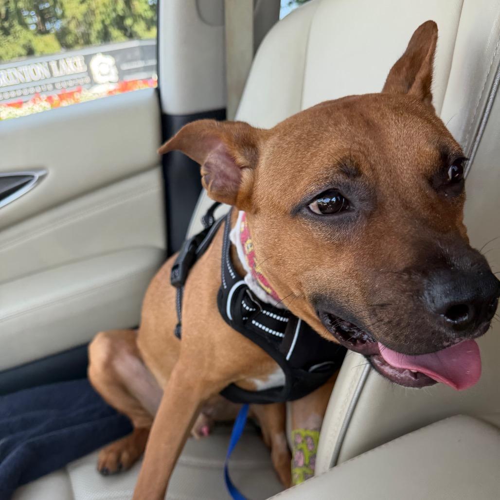 Winter, a Adoptable Mixed Breed in West Chester, PA image 5/6