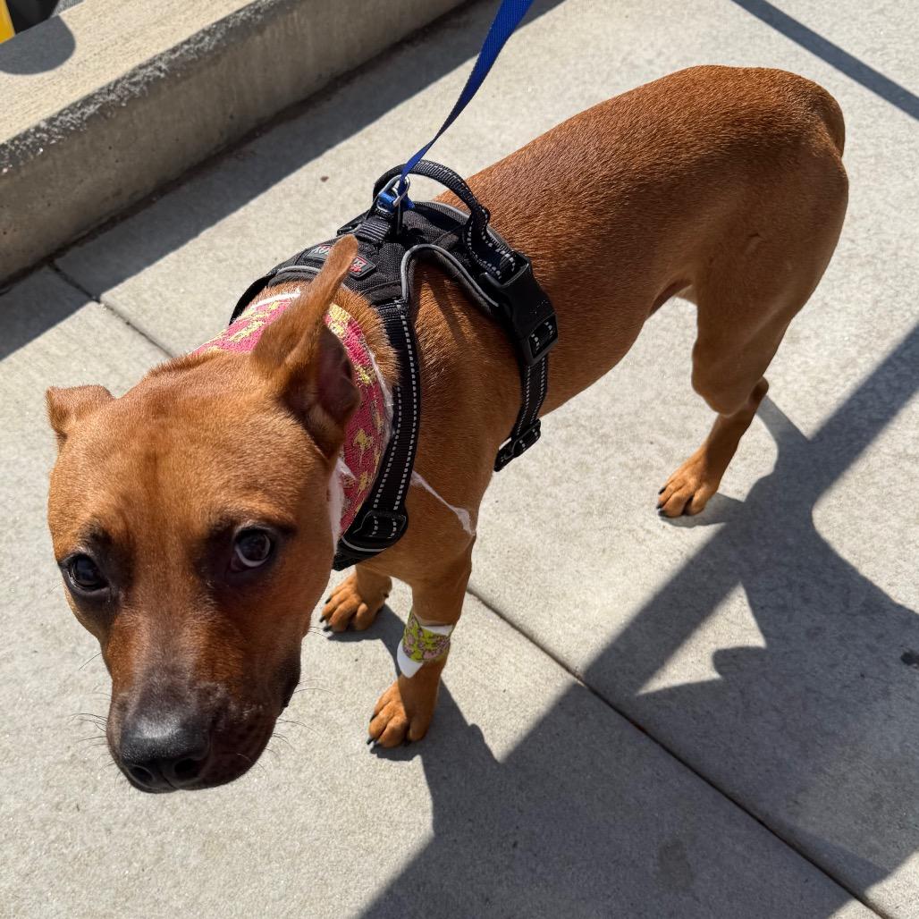 Winter, a Adoptable Mixed Breed in West Chester, PA image 6/6