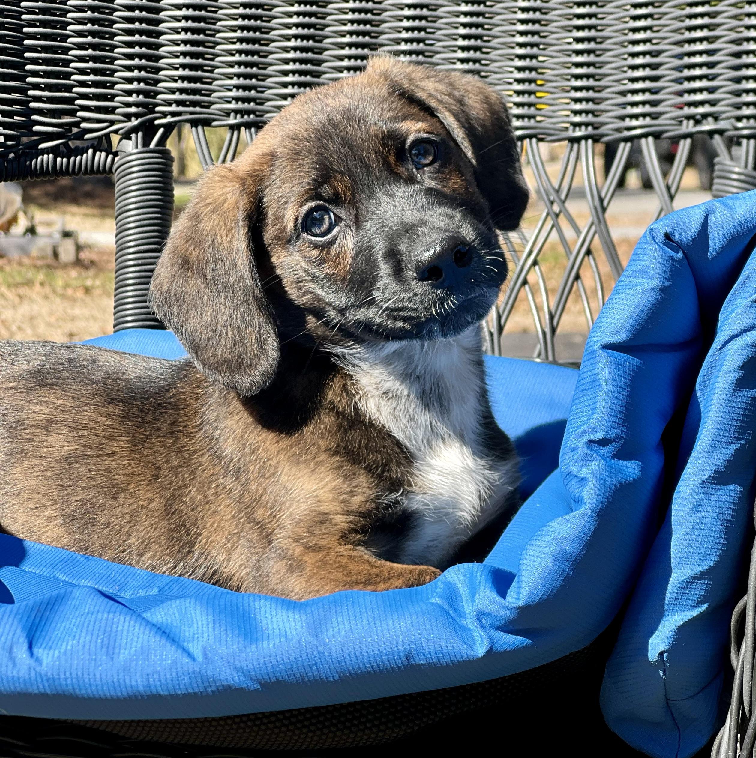 Enlarge Churro, an adoptable mixed breed in Mt Pleasant, SC image 3/6