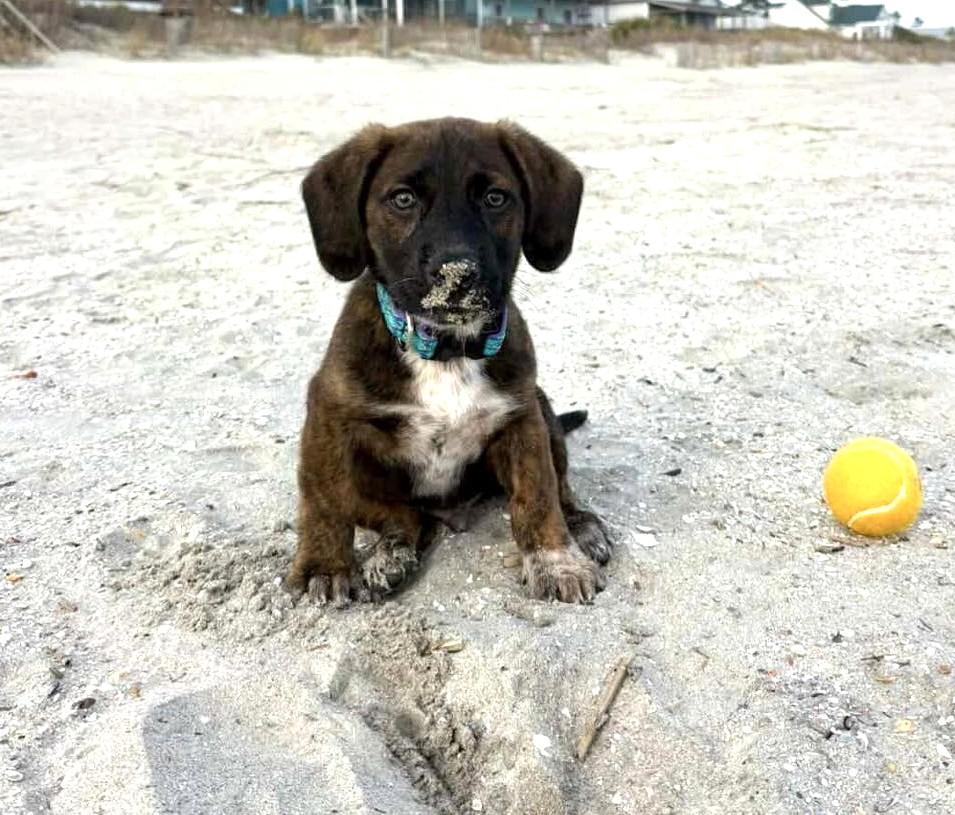 Churro, adoptable, Puppy Male Mixed Breed.