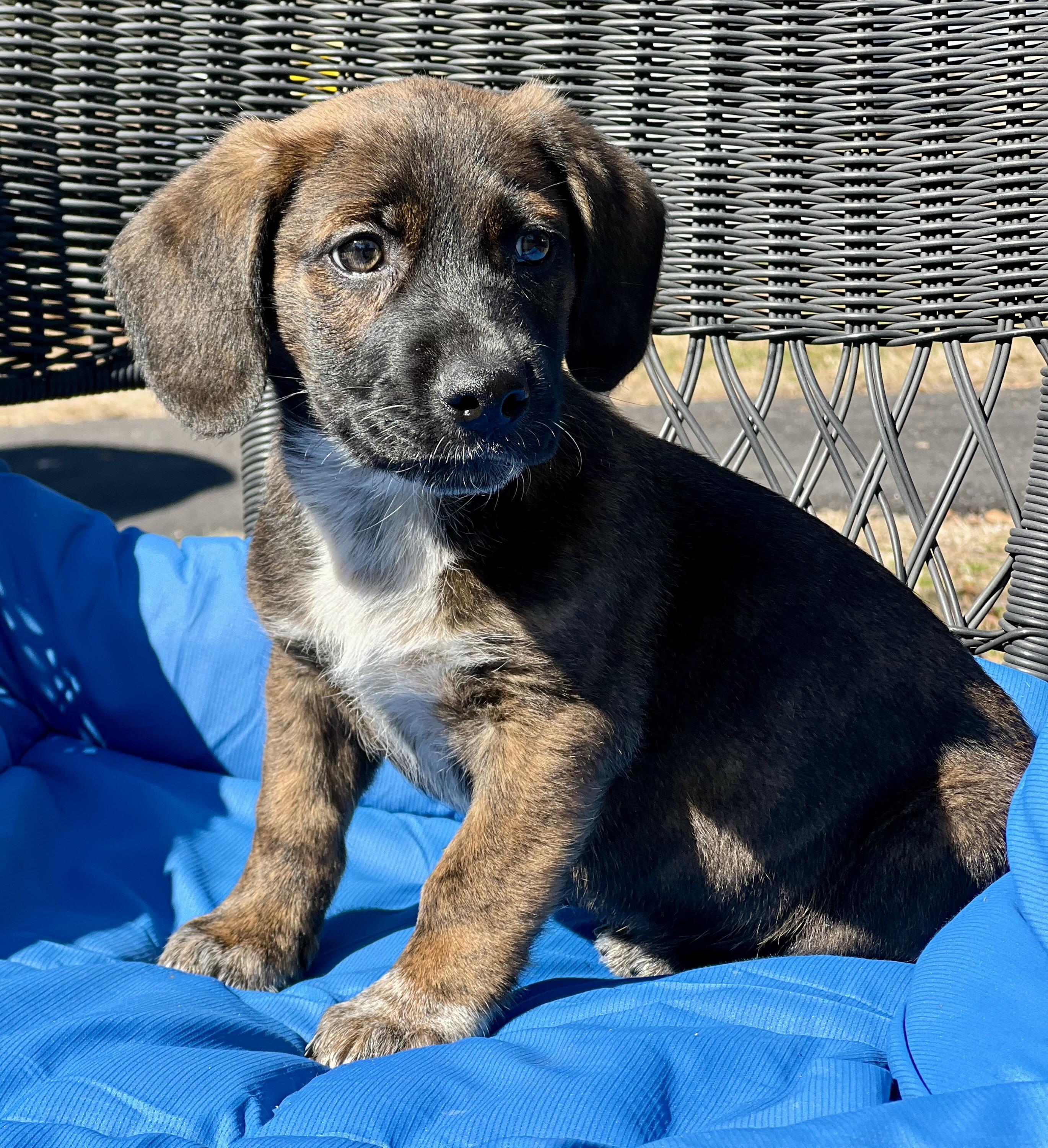 Enlarge Churro, an adoptable mixed breed in Mt Pleasant, SC image 4/6