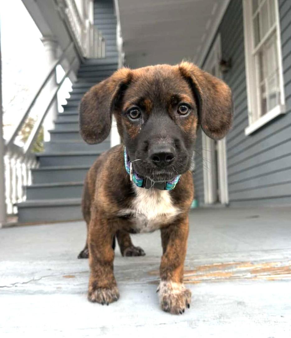 Enlarge Churro, an adoptable mixed breed in Mt Pleasant, SC image 2/6