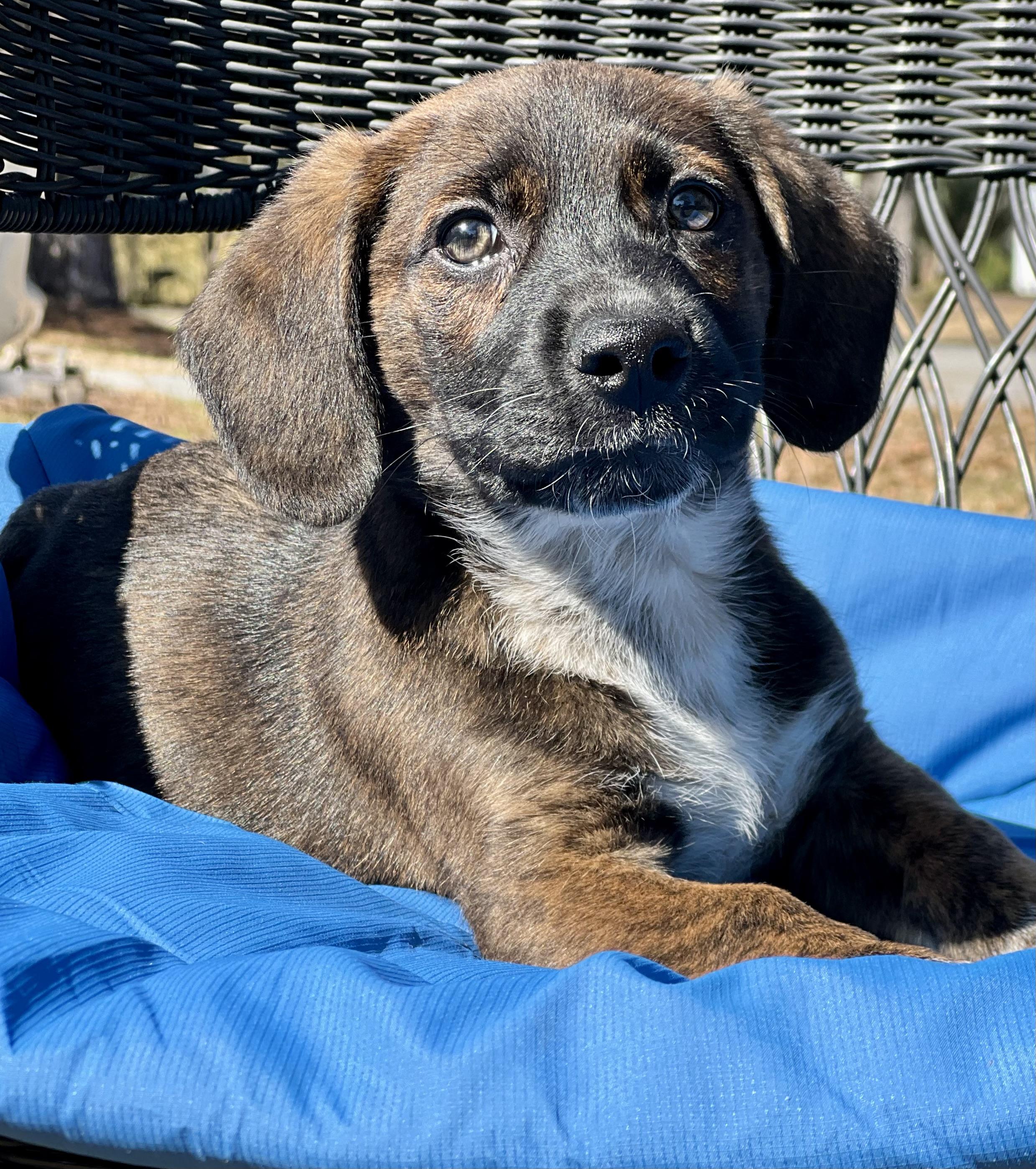 Enlarge Churro, an adoptable mixed breed in Mt Pleasant, SC image 5/6