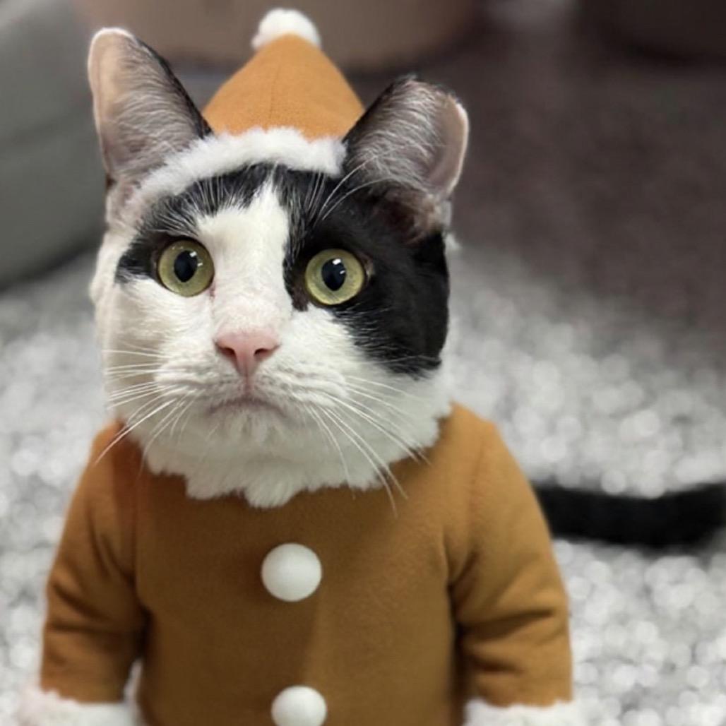 Enlarge Oreo, a Adoptable Domestic Short Hair in Ponte Vedra Beach, FL image 1/5