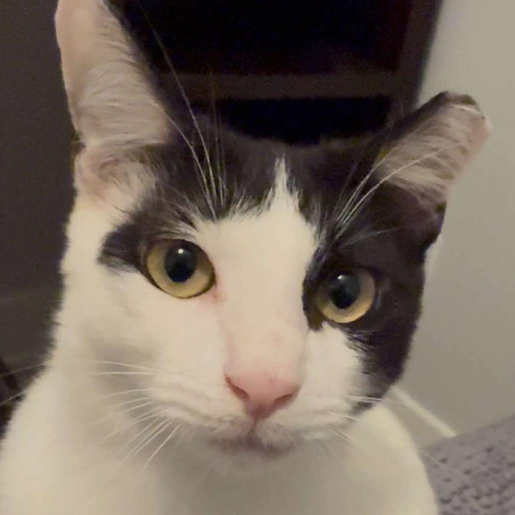 Enlarge Oreo, a Adoptable Domestic Short Hair in Ponte Vedra Beach, FL image 2/5