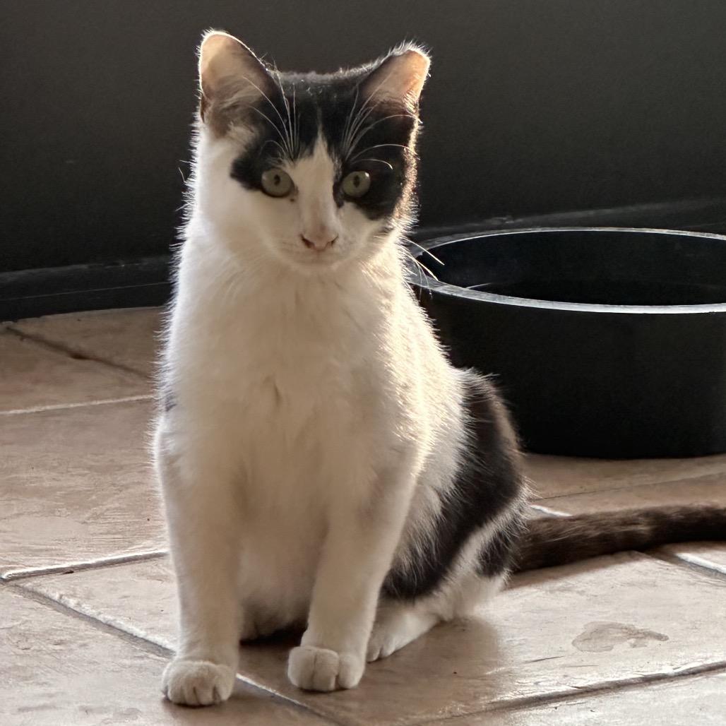 Enlarge Oreo, a Adoptable Domestic Short Hair in Ponte Vedra Beach, FL image 3/5