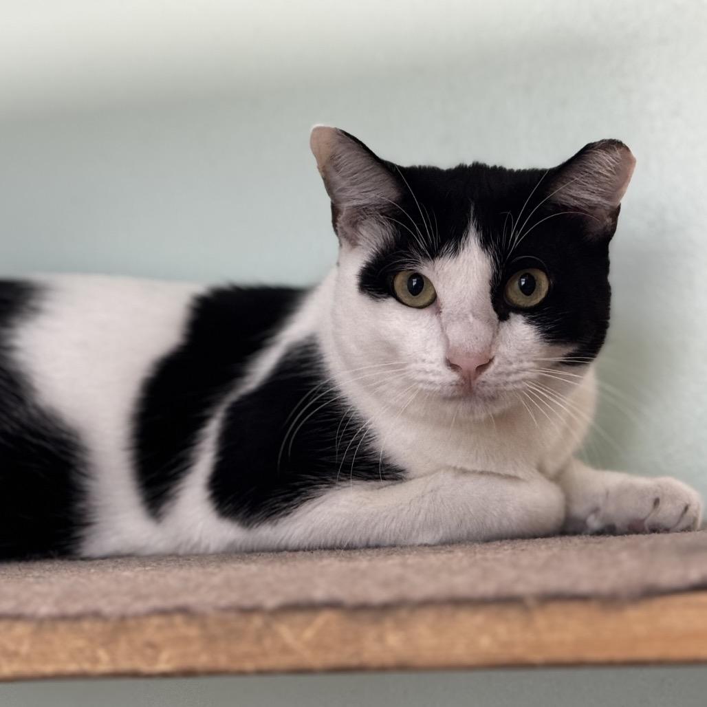 Enlarge Oreo, a Adoptable Domestic Short Hair in Ponte Vedra Beach, FL image 4/5