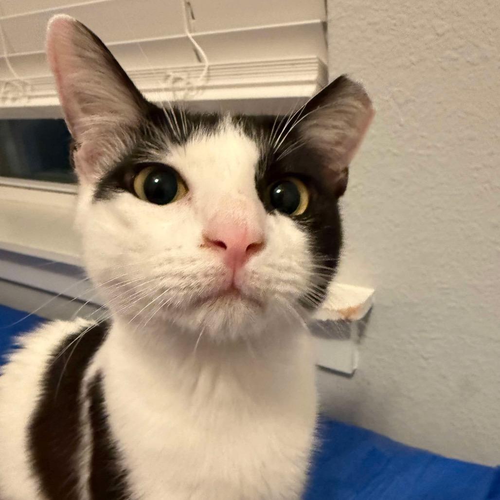 Enlarge Oreo, a Adoptable Domestic Short Hair in Ponte Vedra Beach, FL image 5/5