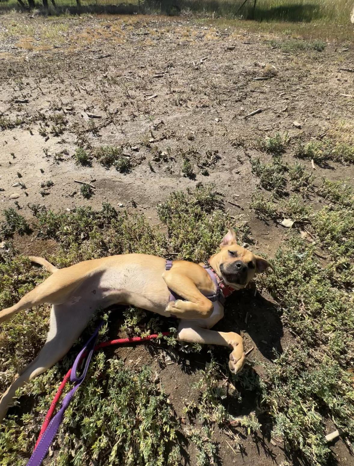 Enlarge Quinnie, a ADOPTABLE mixed breed in Pueblo, CO image 6/6