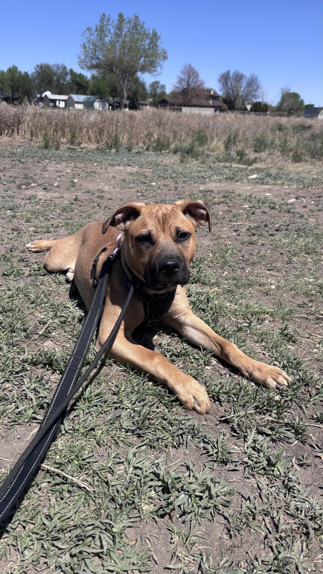 Quinnie, ADOPTABLE, Puppy Female Staffordshire Bull Terrier & Boxer.