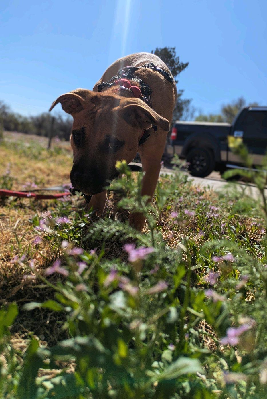Enlarge Quinnie, a ADOPTABLE mixed breed in Pueblo, CO image 3/6