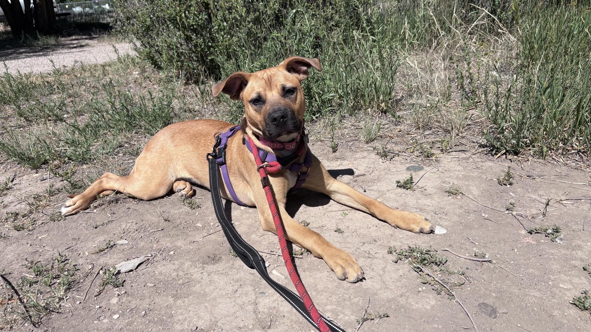 Enlarge Quinnie, a ADOPTABLE mixed breed in Pueblo, CO image 2/6