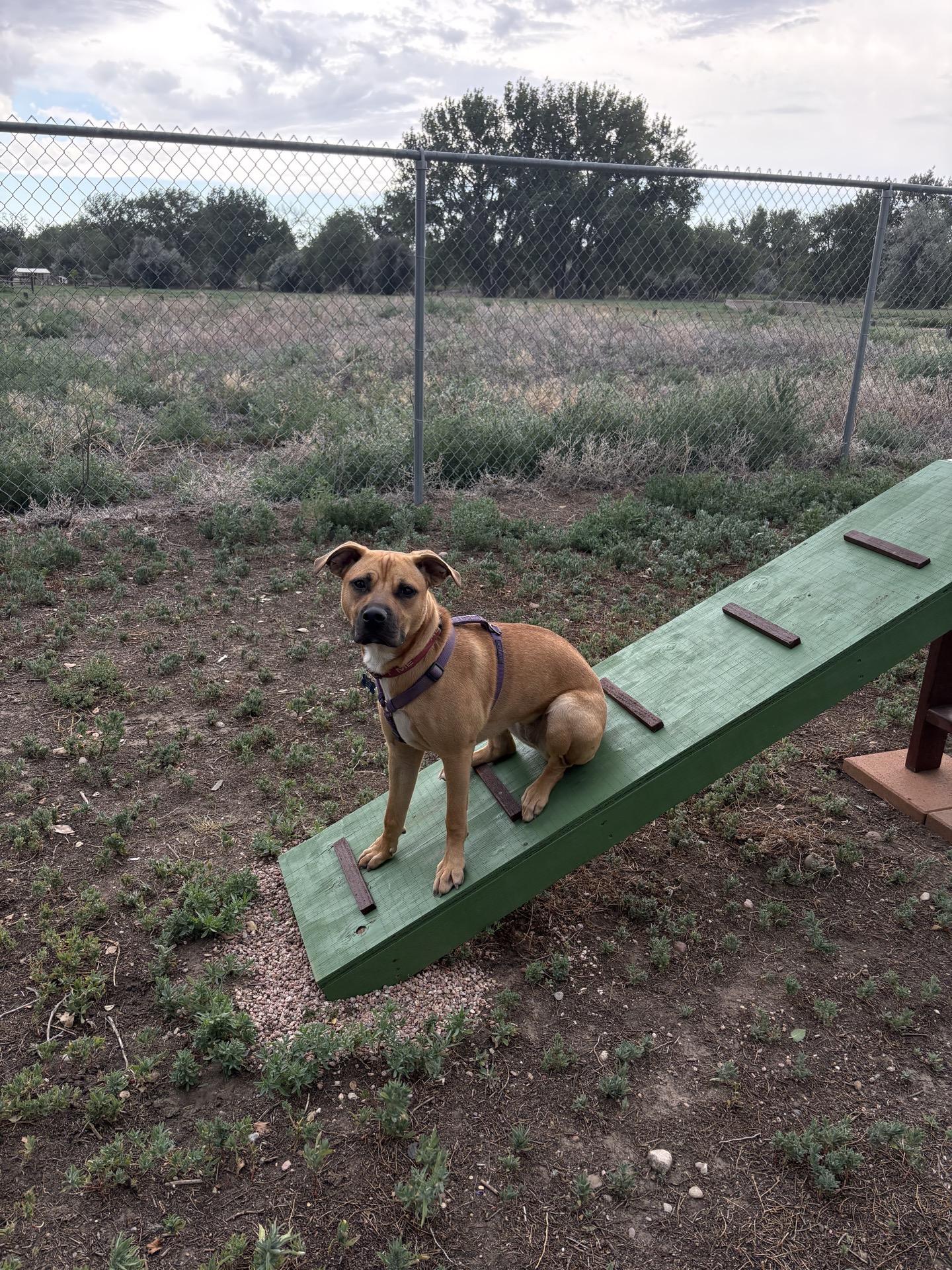 Enlarge Quinnie, a ADOPTABLE mixed breed in Pueblo, CO image 5/6