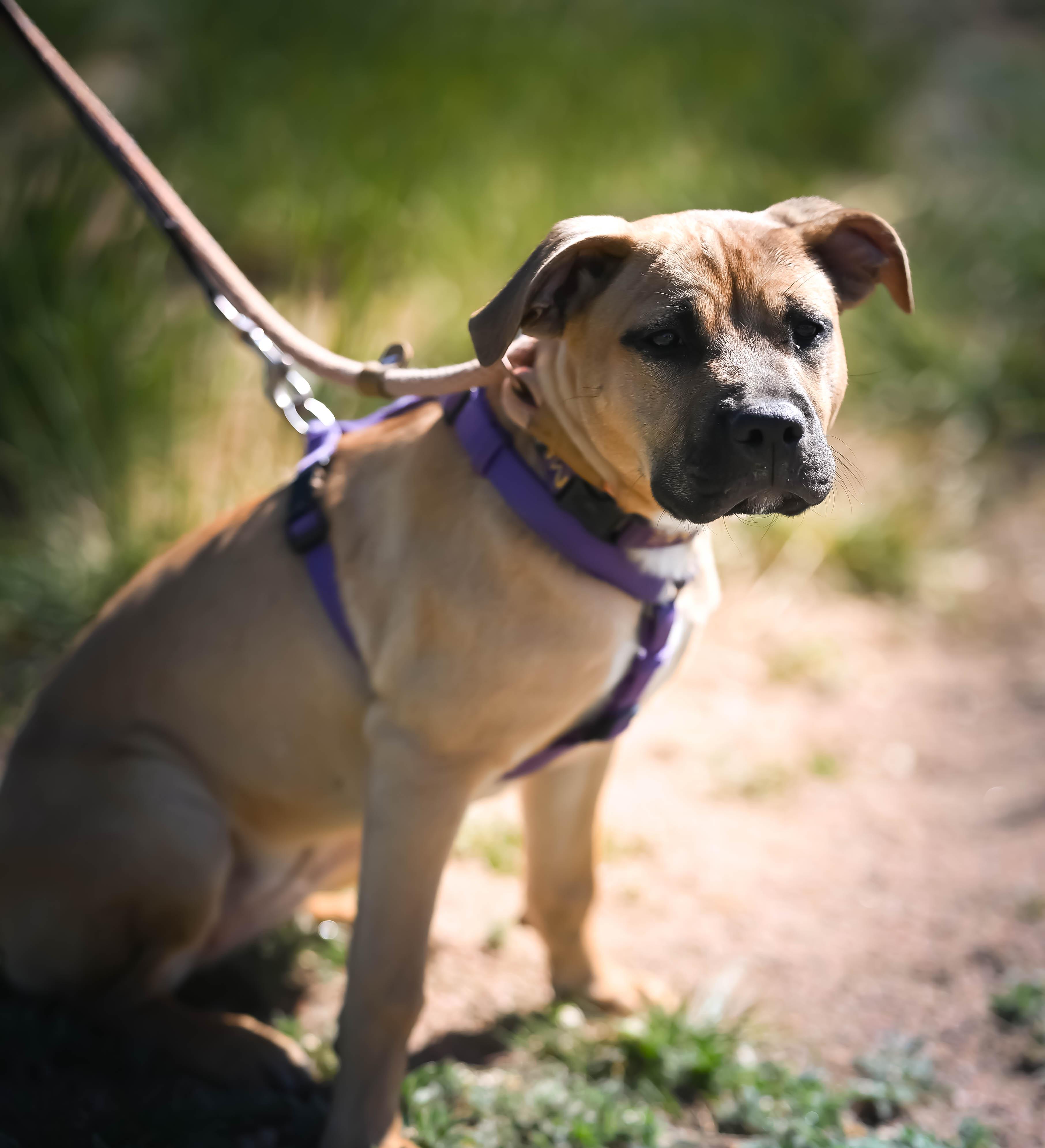 Enlarge Quinnie, a ADOPTABLE mixed breed in Pueblo, CO image 4/6