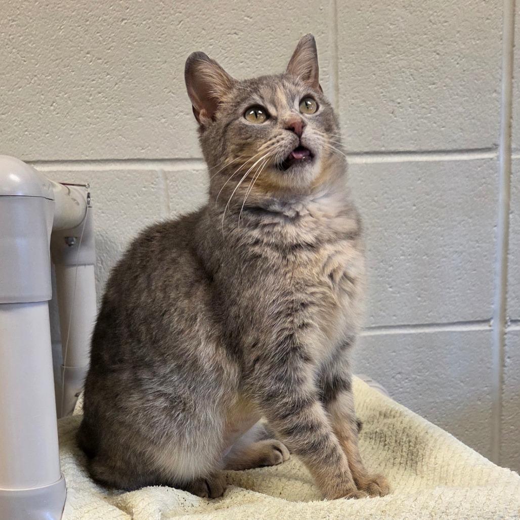 Cheshire- Regal resident, adoption fees waived!, Adoptable, Senior Female Domestic Short Hair.