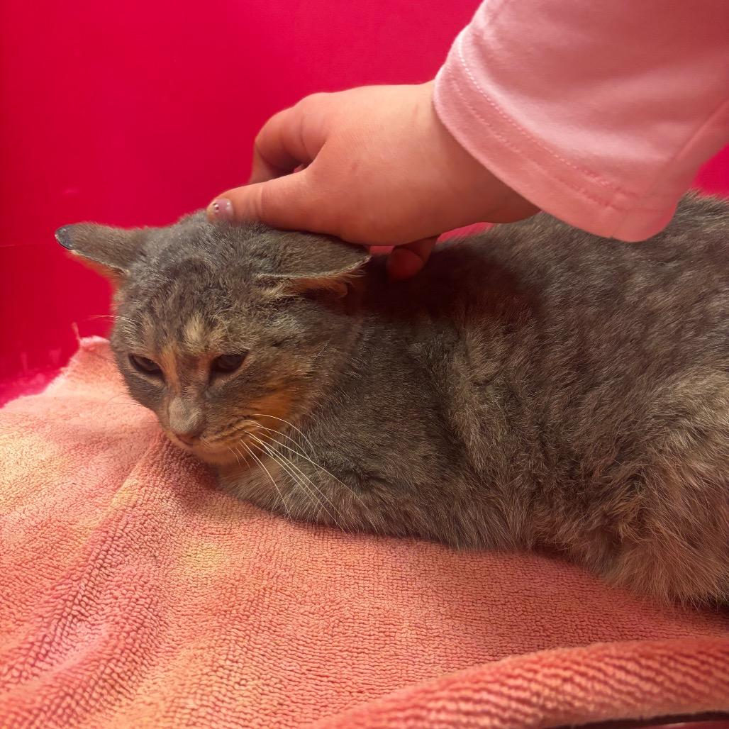 Enlarge Cheshire- Regal resident, adoption fees waived!, a Adoptable Domestic Short Hair in Bristol, IN image 1/4